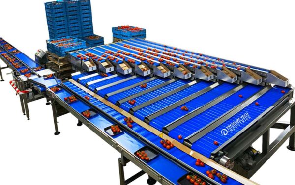 Fruit Sorting Conveyor Belt